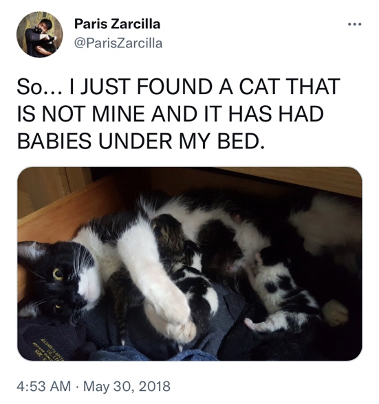 Screengrab of a Tweet with a photo of a mama cat and kittens