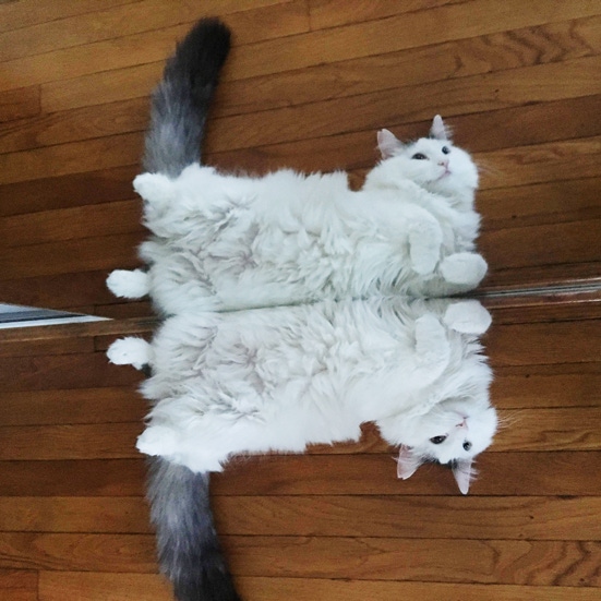 A fluffy white cat laying against a mirror which shows her reflection.