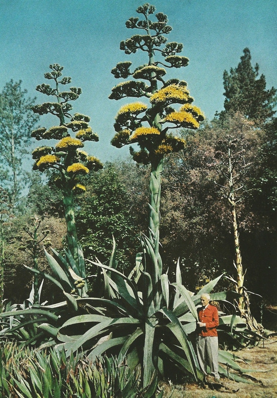A vintage photo of a massive agave plant.