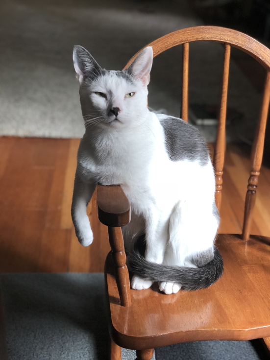 A cat sitting on a wooden chair with its eyes closed.
