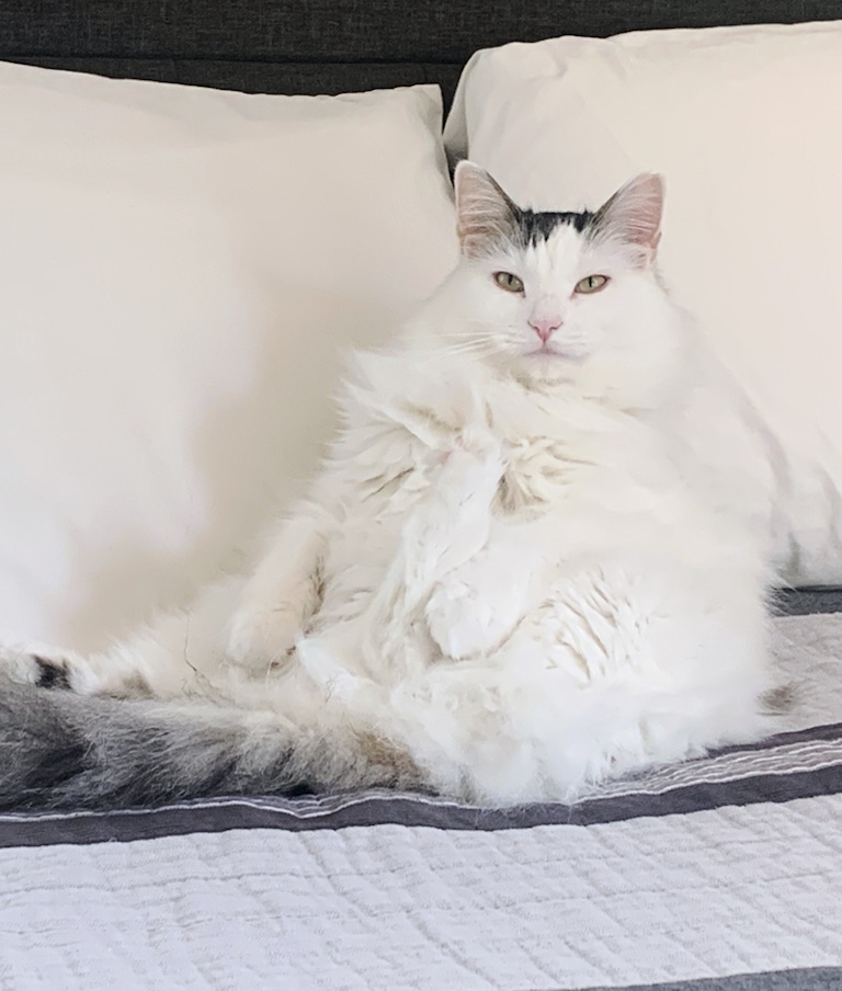 Becca's beautiful fluffy white cat Coco sitting up against pillows. 