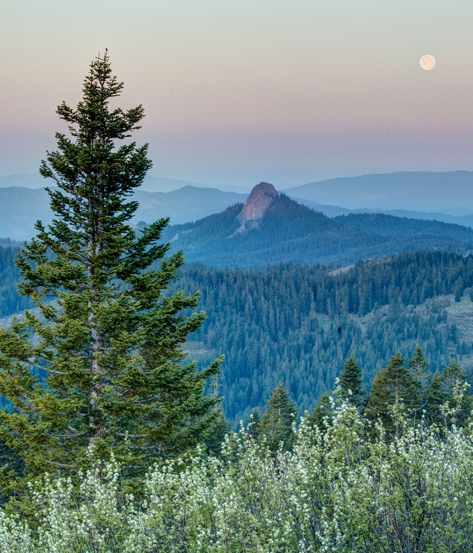Image of a forest with a mountain in the background.