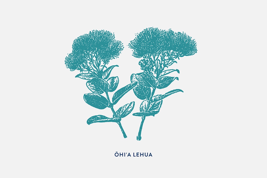 A graphic of an Ohia lehua plant.