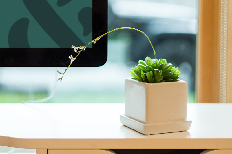 A potted plant on a dress with the bottom edge of a computer monitor in the background. 