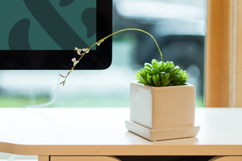 A potted plant on a dress with the bottom edge of a computer monitor in the background. 